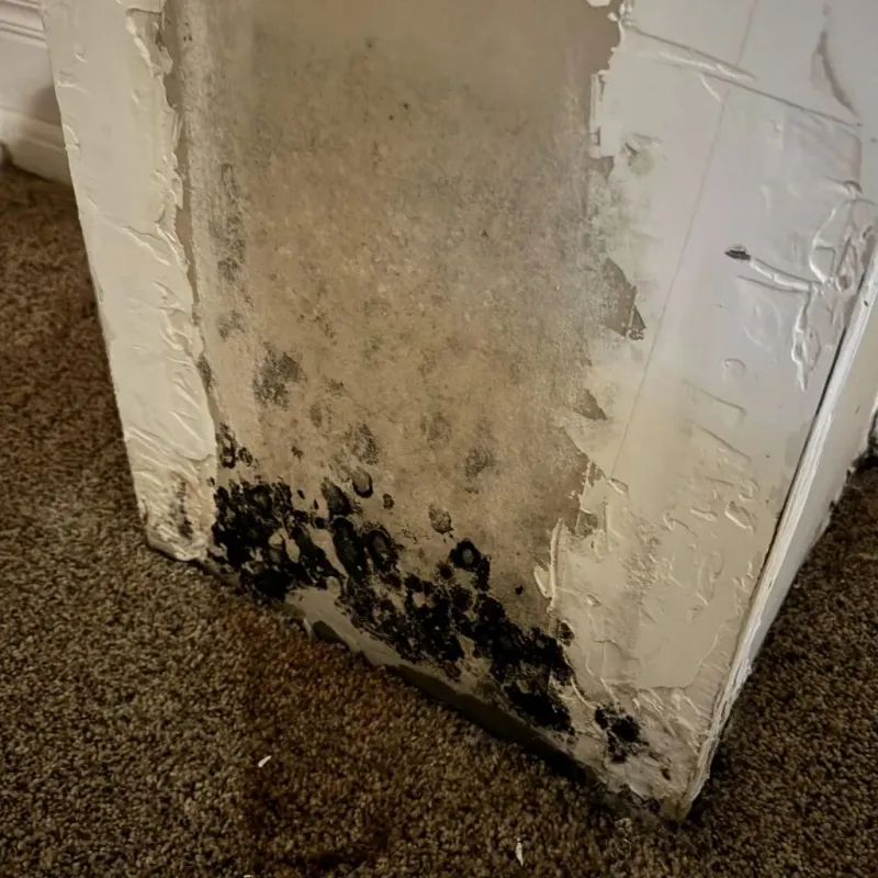 Professional Mold Removal in West Nyack, NY